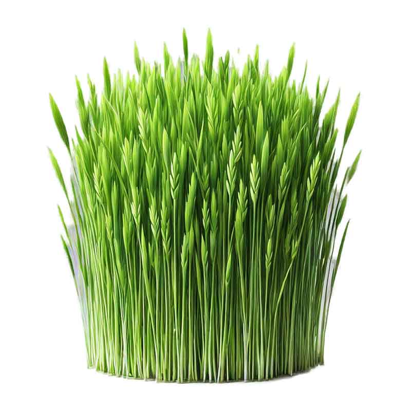 Realistisk fotografi av frisk hvetegrass på en gjennomsiktig eller hvit bakgrunn, tett og grønn