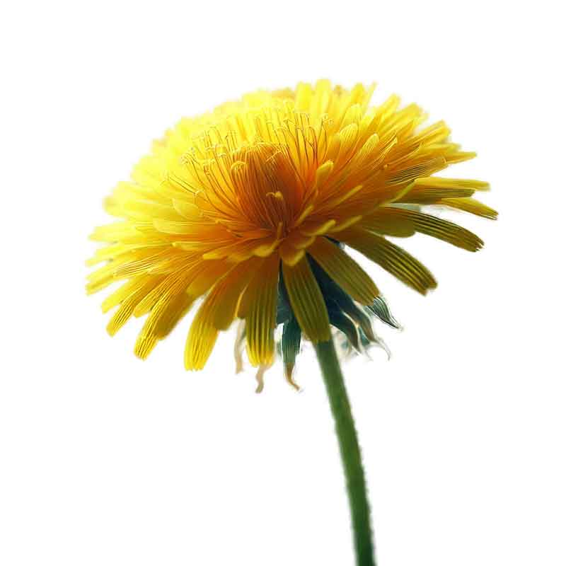 Maskros - Renser kroppen og støtter lever og nyrer